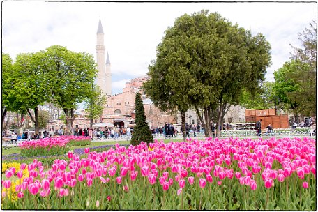 Tulips at Haghia Sophia 