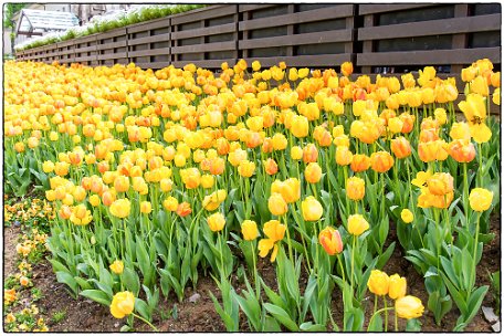 Yellow Tulips Istanbul